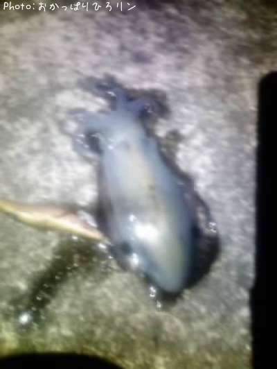 �����ꥤ��