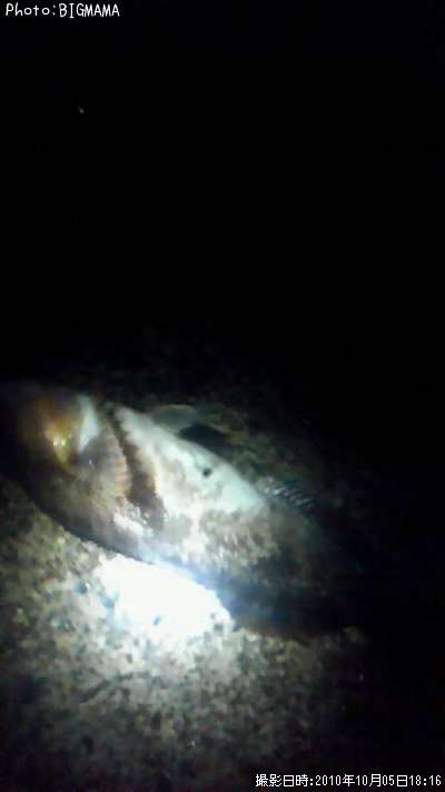 �����ʥ�