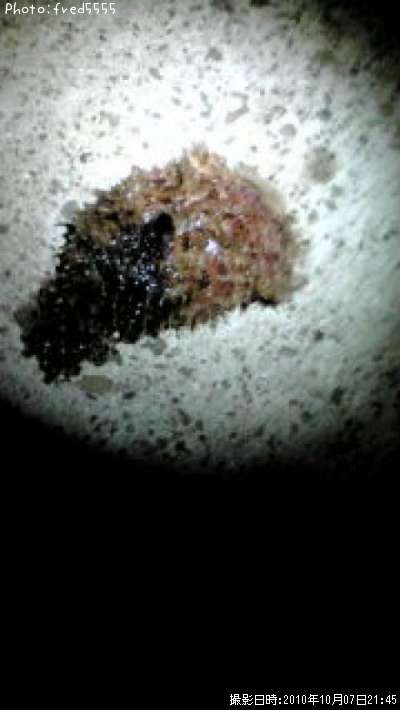 ��β�ʪ