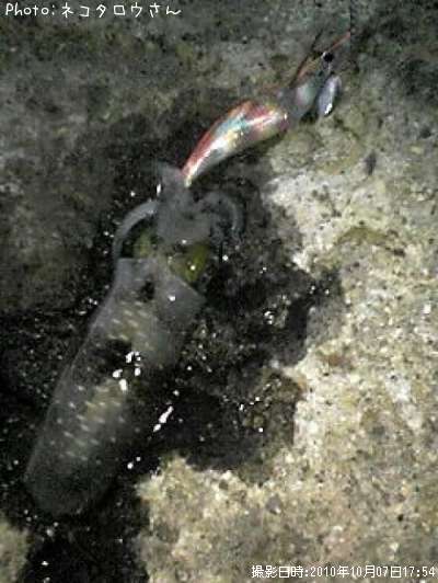 �����ꥤ��