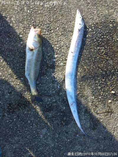 �����Х��������