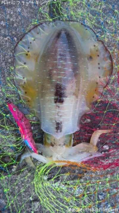 �����ꥤ��