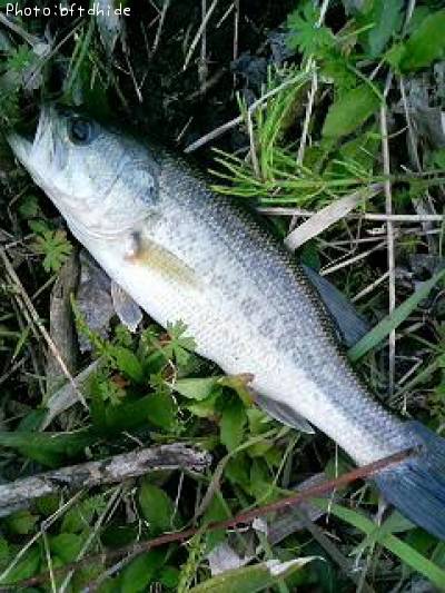 �֥�å��Х�