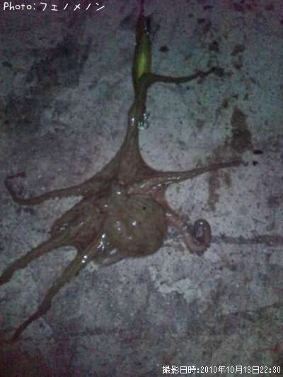 �ޥ���