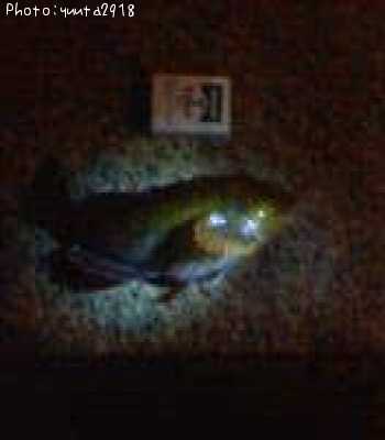 �����ʥ�