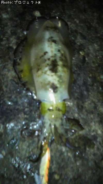 �����ꥤ��