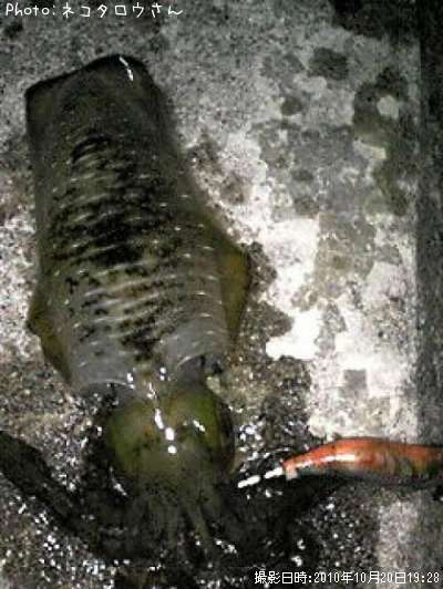 �����ꥤ��