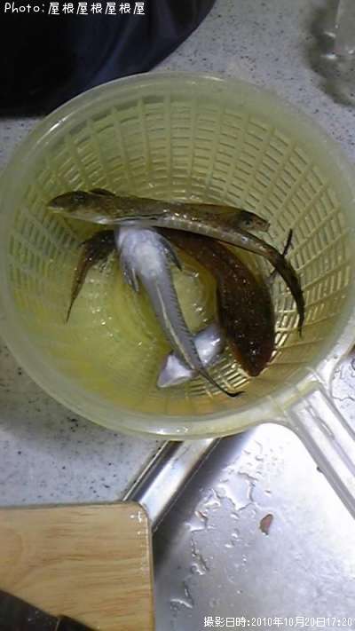 �ץ����������ϥ���������