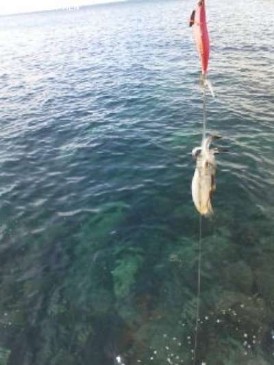 �����ꥤ��