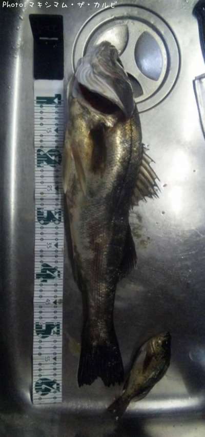 �����Х�