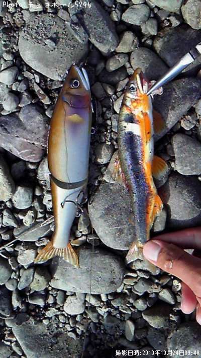 �狼���ʰ�������