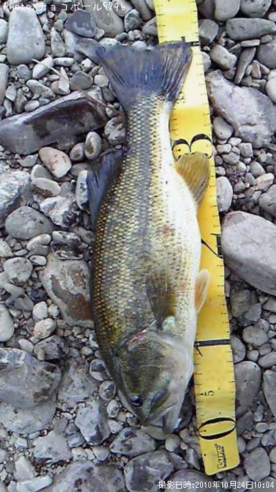 �֥�å��Х�