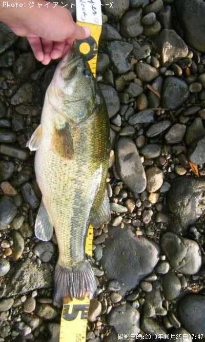 �֥�å��Х�