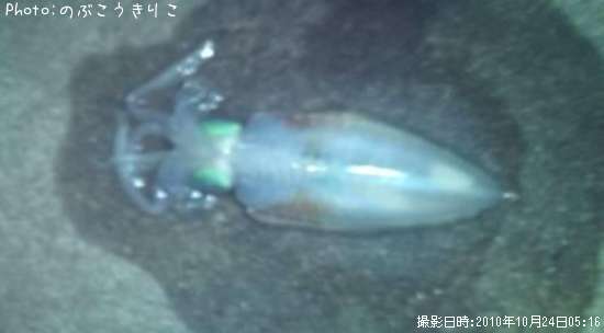 �����ꥤ��