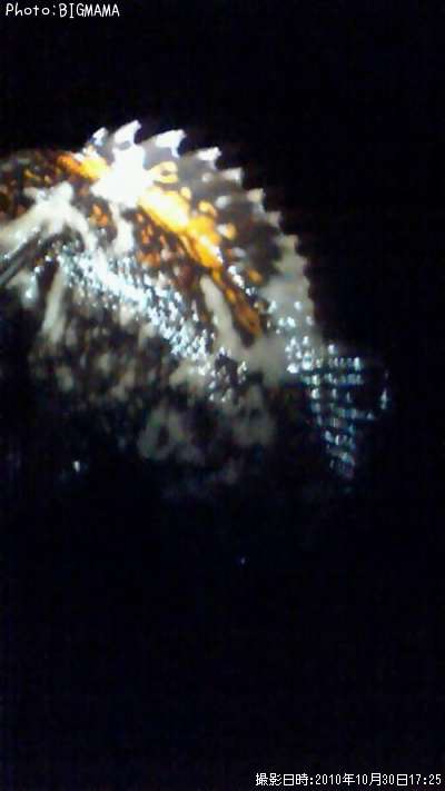 �����饽��