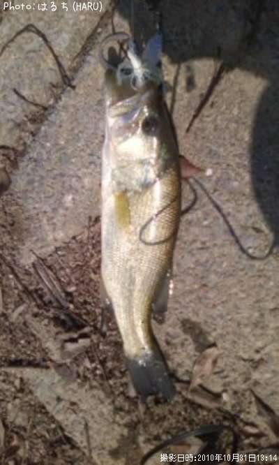 �֥�å��Х�