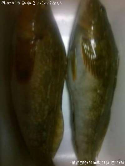 �����ʥ�