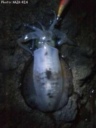 �����ꥤ��