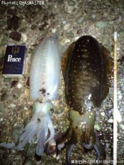 �����ꥤ��