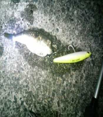 �����ե�