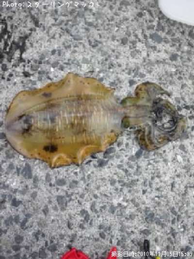 �����ꥤ��