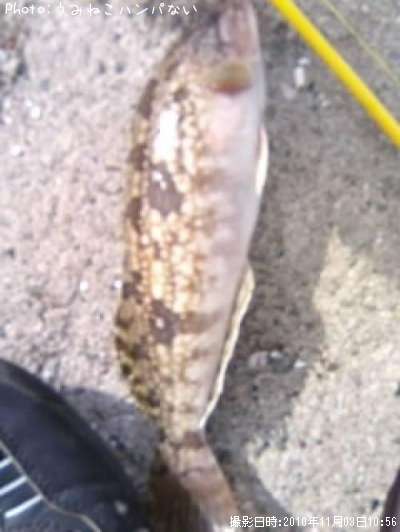 �����ʥ�