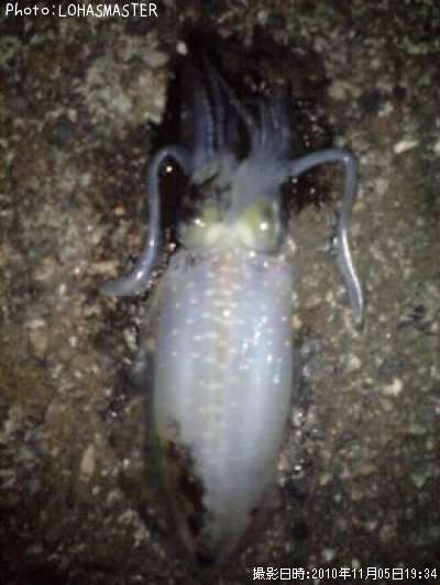 �����ꥤ��