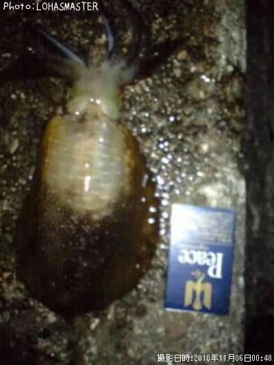 �����ꥤ��