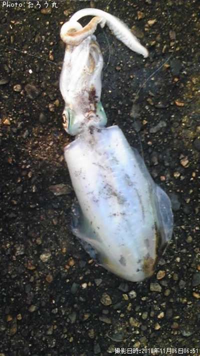 �����ꥤ��