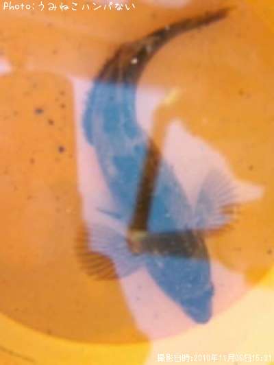 �����ʥ�