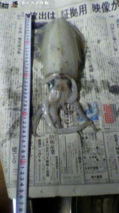 �����ꥤ��