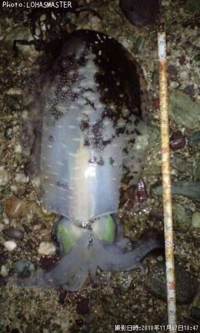 �����ꥤ��