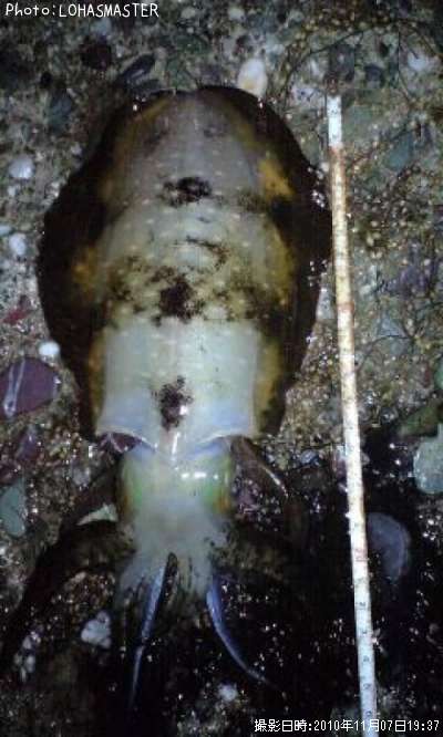 �����ꥤ��