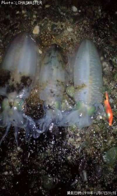 �����ꥤ��