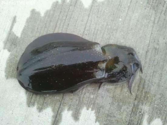 �����ꥤ��