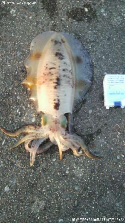 �����ꥤ��