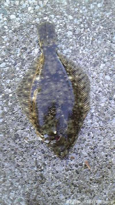 ���쥤�����