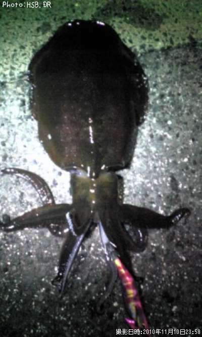 �����ꥤ��