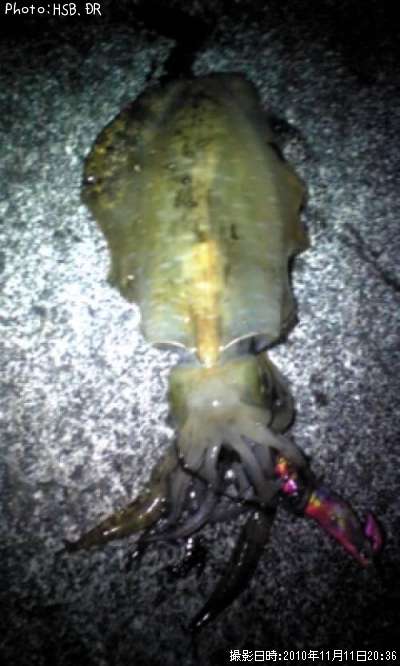 �����ꥤ��