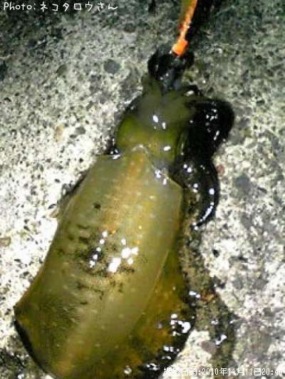 �����ꥤ��