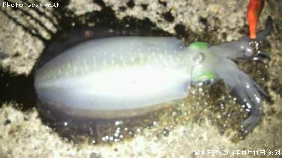 �����ꥤ��