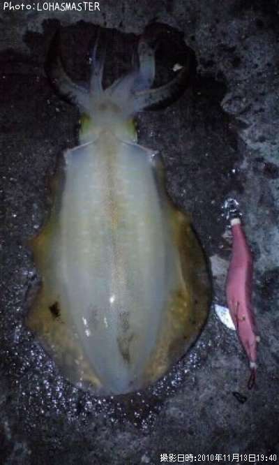 �����ꥤ��