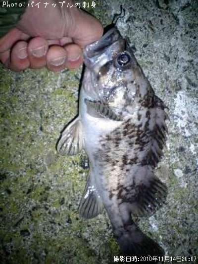 �٥å�������