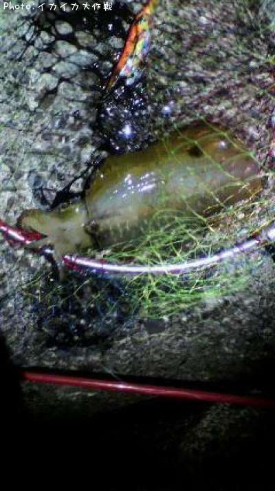 �����ꥤ��