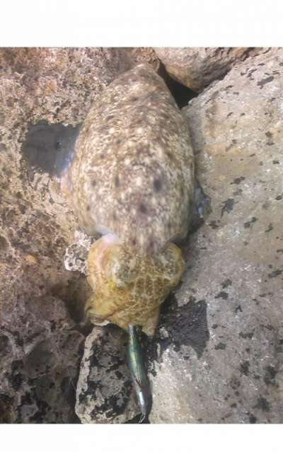 ���֥���