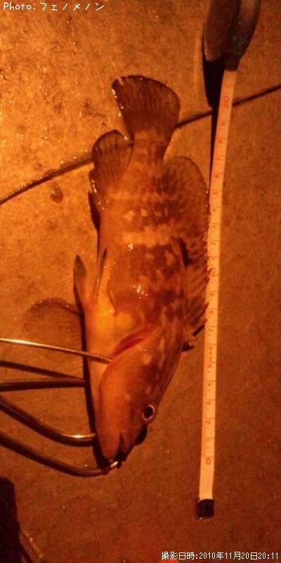 �����ϥ�