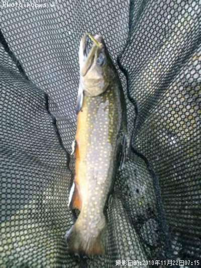 �֥饦��ȥ饦��