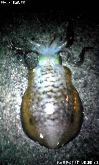 �����ꥤ��