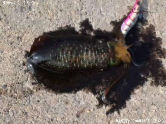 �����ꥤ��