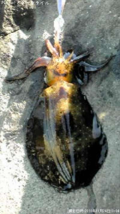 �����ꥤ��